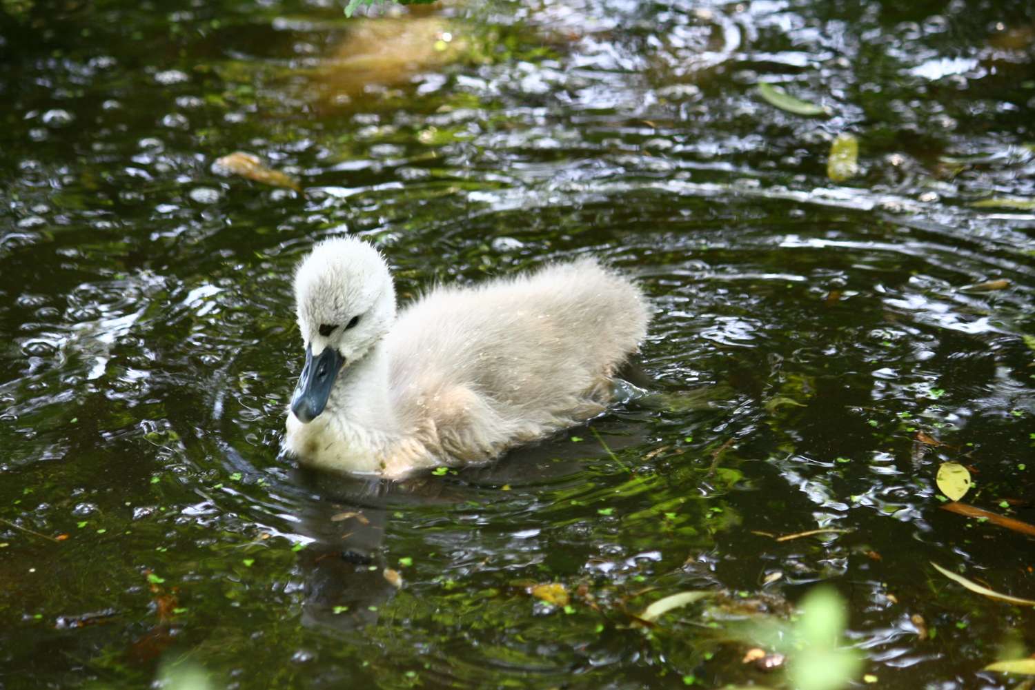 A baby swan swimming